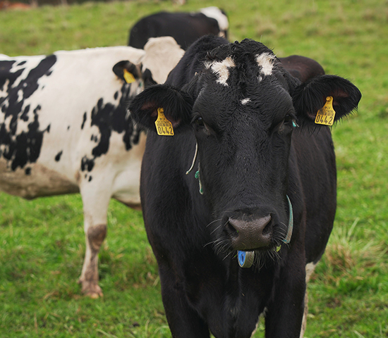 “Is important to support farmers that responsibly and vigorously develop their farms,” notes Marina Antonova, head of the BlueOrange Crediting Department.