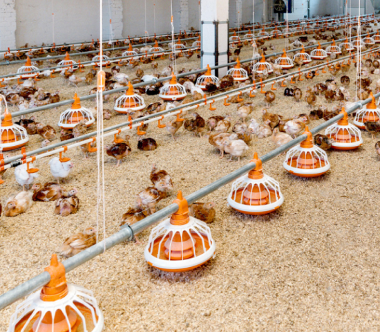 Latvijā un Baltijā lielākā bioloģiskās putnkopības zemnieku saimniecība “Karotītes” ir saņēmusi “BluOr Bank” finansējumu 1,643 miljonu apmērā saimniecības...